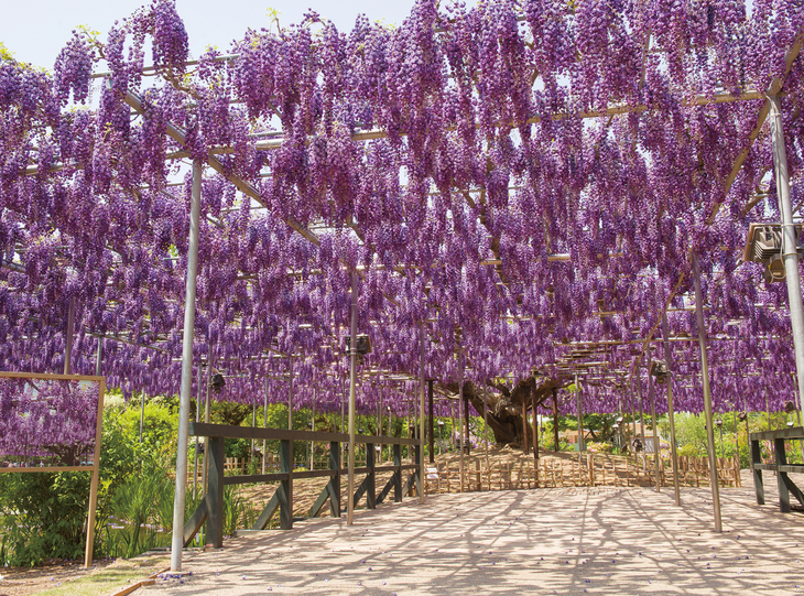 Khám phá mùa hoa rực rỡ tại vùng Kanto, Nhật Bản - Ảnh 1.