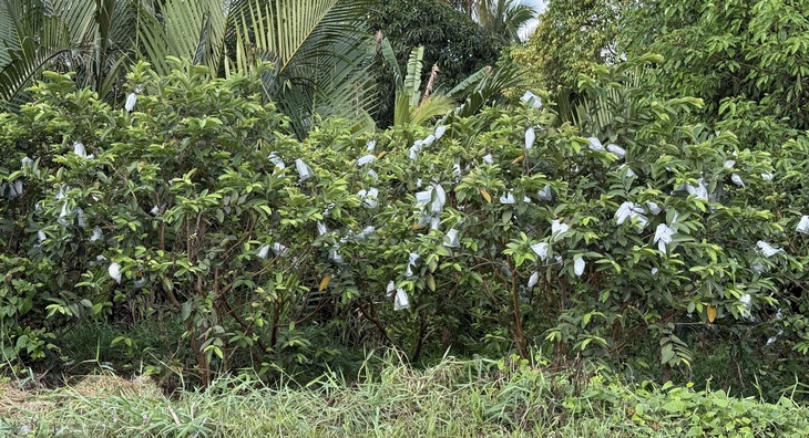 ruồi đục trái - Ảnh 2.