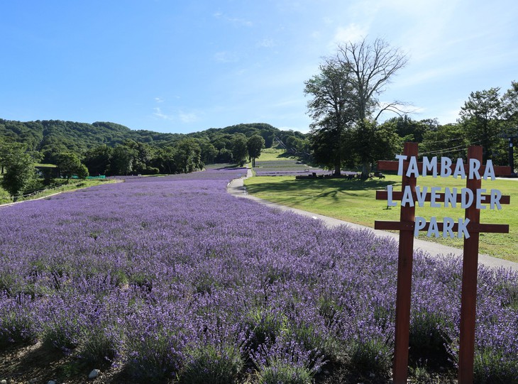 Khám phá mùa hoa rực rỡ tại vùng Kanto, Nhật Bản - Ảnh 3.