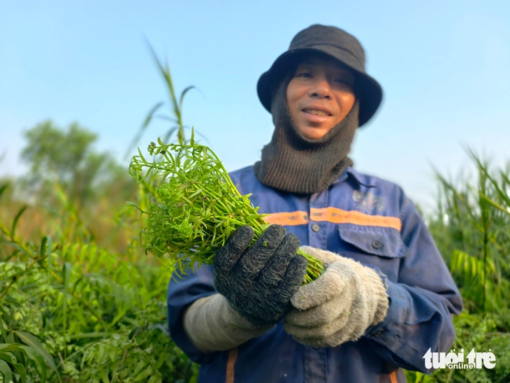 Len lỏi vào bụi rậm, hái đọt choại mưu sinh ở vùng ven TP.HCM - Ảnh 2.