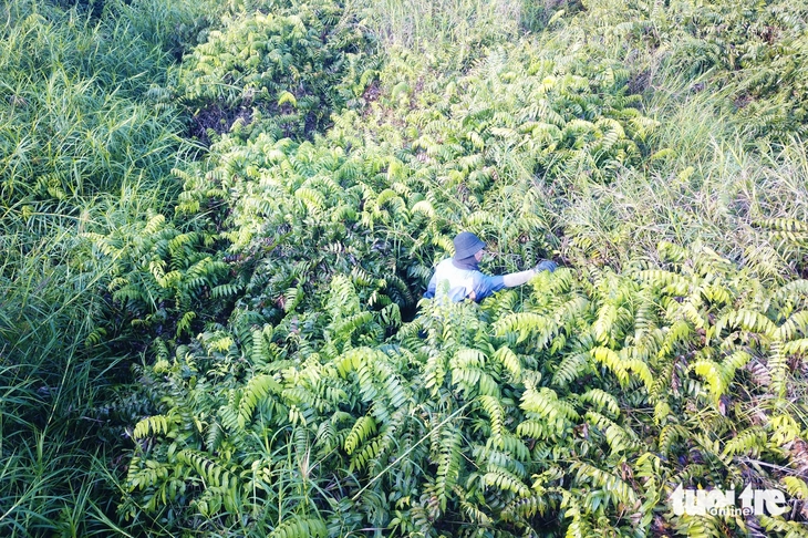 đọt choại - Ảnh 3.