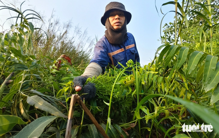 Len lỏi vào bụi rậm, hái đọt choại mưu sinh ở vùng ven TP.HCM - Ảnh 1.