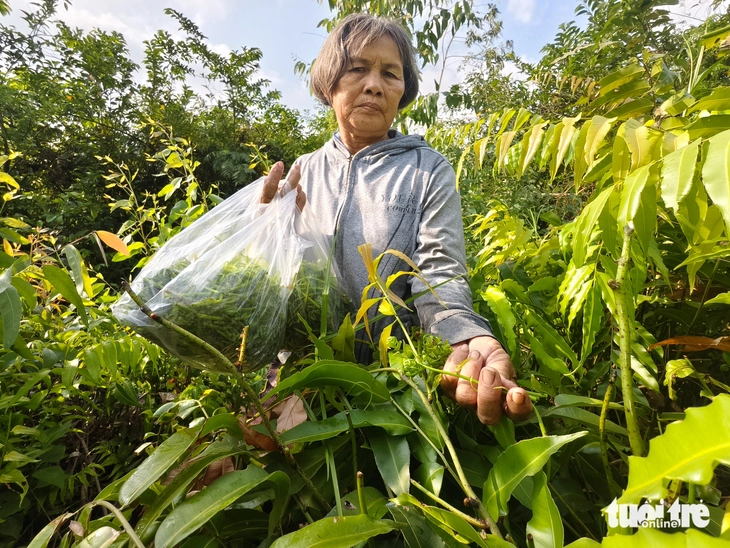 đọt choại - Ảnh 6.