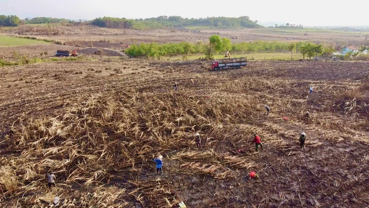 Nắng nóng, đồng mía cháy liên tiếp, nông dân thiệt hại nặng - Ảnh 2.