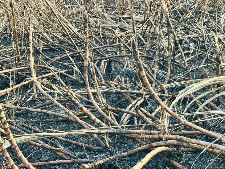 cháy mía - Ảnh 3.