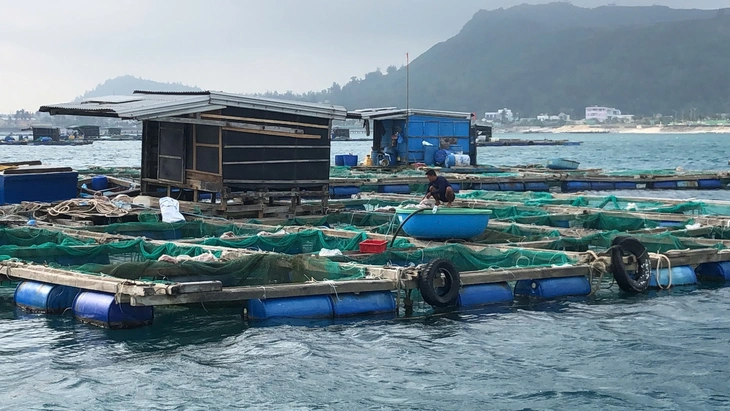 cá bớp - Ảnh 2.