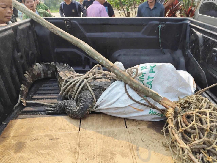 cá sấu - Ảnh 2.