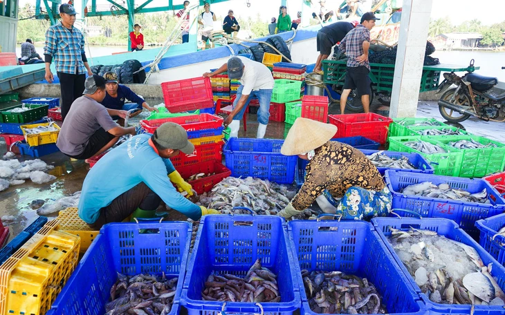 Đội tàu hùng hậu, ngư dân Quảng Ngãi vẫn phải 'ăn nhờ' cảng cá ở Đà Nẵng - Ảnh 5.