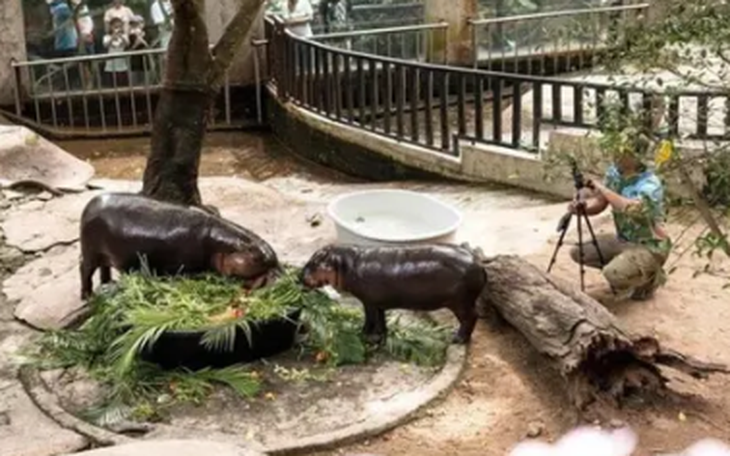 Colombia tính tiêu hủy 80 con hà mã của trùm ma túy Escobar - Ảnh 2.