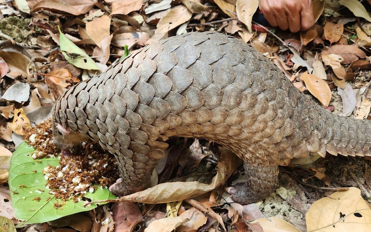 Thả gà lôi trắng cùng 18 loài động vật rừng về Vườn quốc gia U Minh Thượng - Ảnh 5.