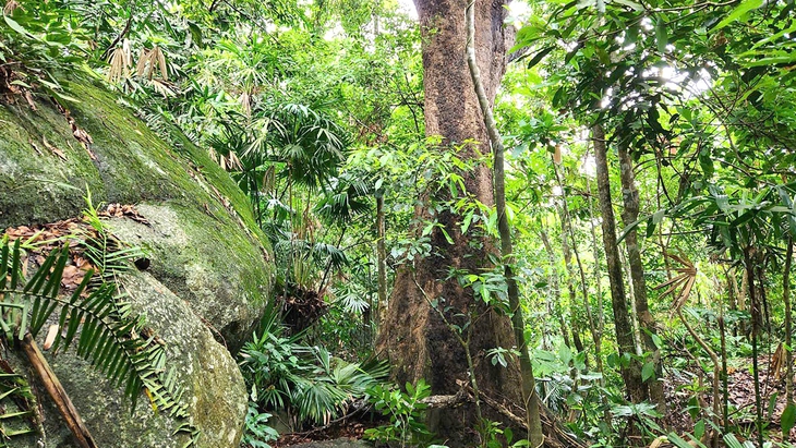 bắc hải vân - Ảnh 1.