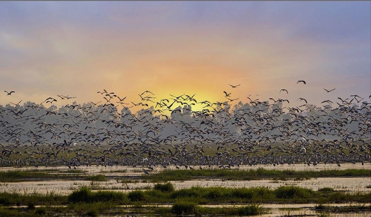 Vườn quốc gia Tràm Chim - Ảnh 2.