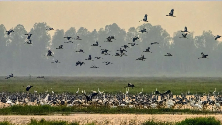 Vườn quốc gia Tràm Chim - Ảnh 4.