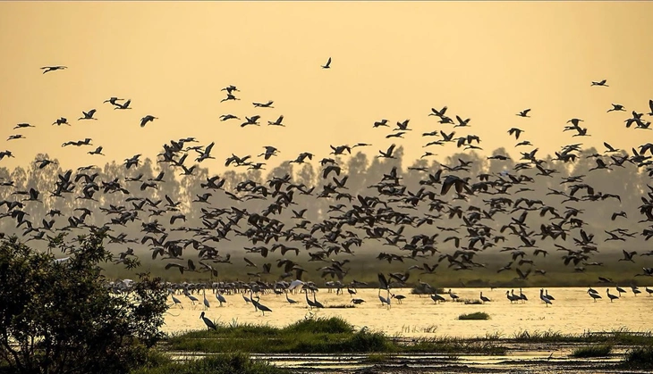 Vườn quốc gia Tràm Chim - Ảnh 3.