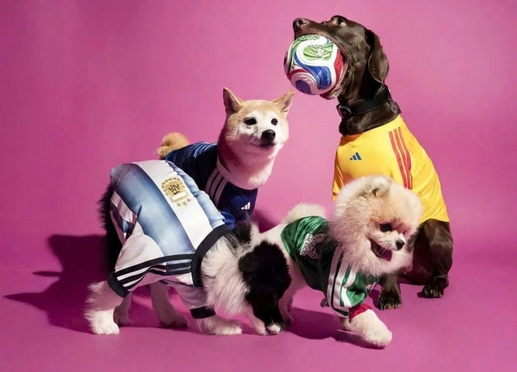 Thú cưng cũng ‘lên đồ’ mùa World Cup năm nay - Ảnh 1.