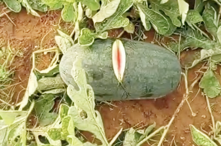 ruộng dưa - Ảnh 2.