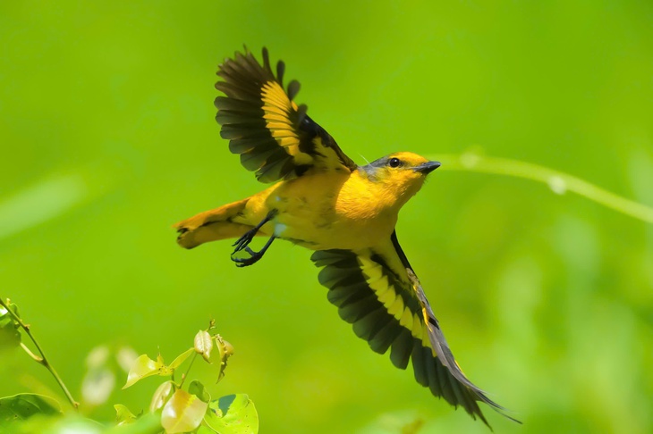 quan sát chim - Ảnh 3.