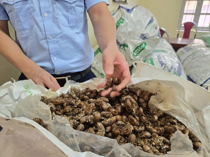 xác ve sầu - Ảnh 2.