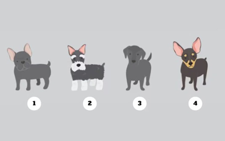 quiz - Ảnh 1.