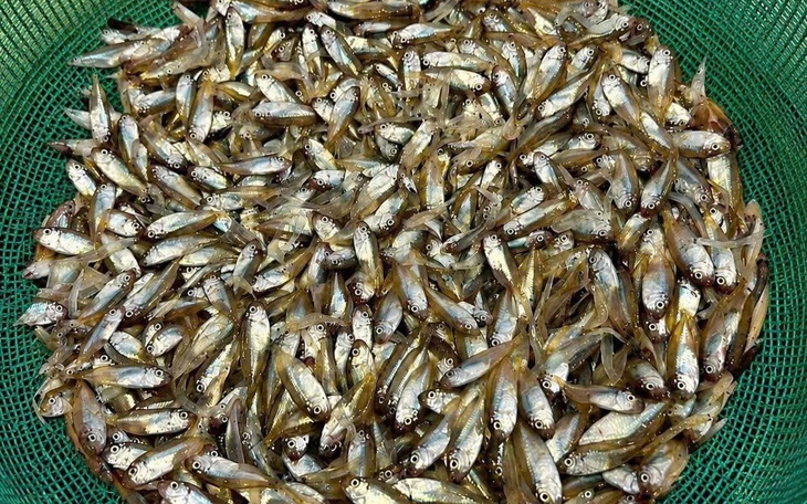 Từ lời kêu gọi không bắt cá kình non ở Lý Sơn, đến 'luật hóa' đánh bắt - Ảnh 5.