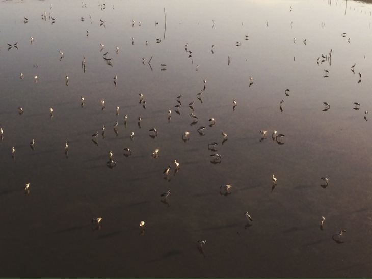 Sếu - Ảnh 3.
