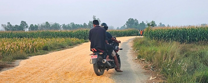 phơi lúa - Ảnh 5.