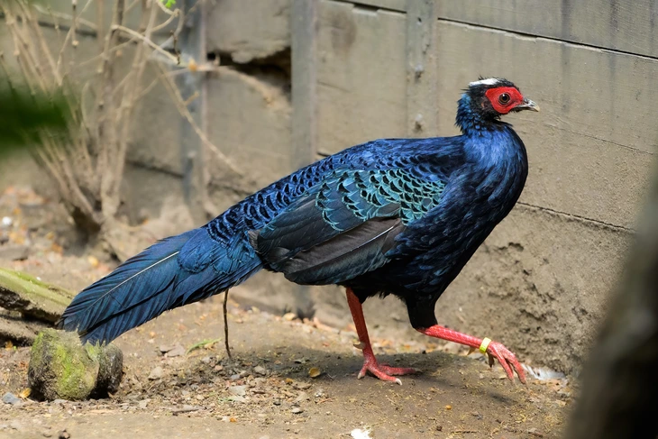 Gà lôi lam mào trắng - Ảnh 1.