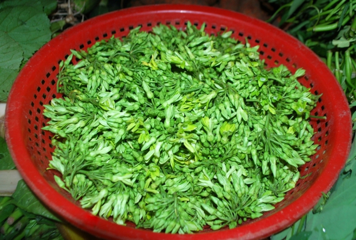 hoa thiên lý - Ảnh 5.