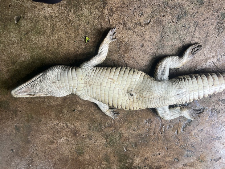 CÁ SẤU - Ảnh 2.