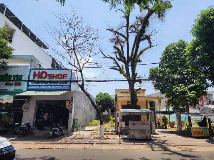 cây xanh - Ảnh 2.