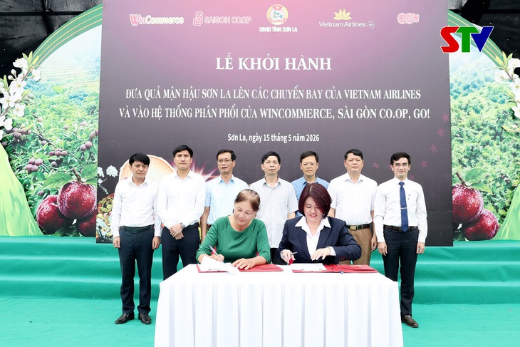 Mận hậu Sơn La 'đổ bộ' siêu thị với giá bất ngờ - Ảnh 3.