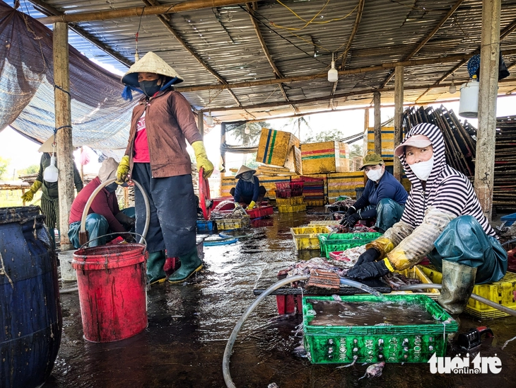 mực xà - Ảnh 3.