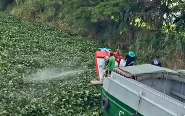 Lục bình 'lên đời' thành những món ngon đãi khách - Ảnh 3.