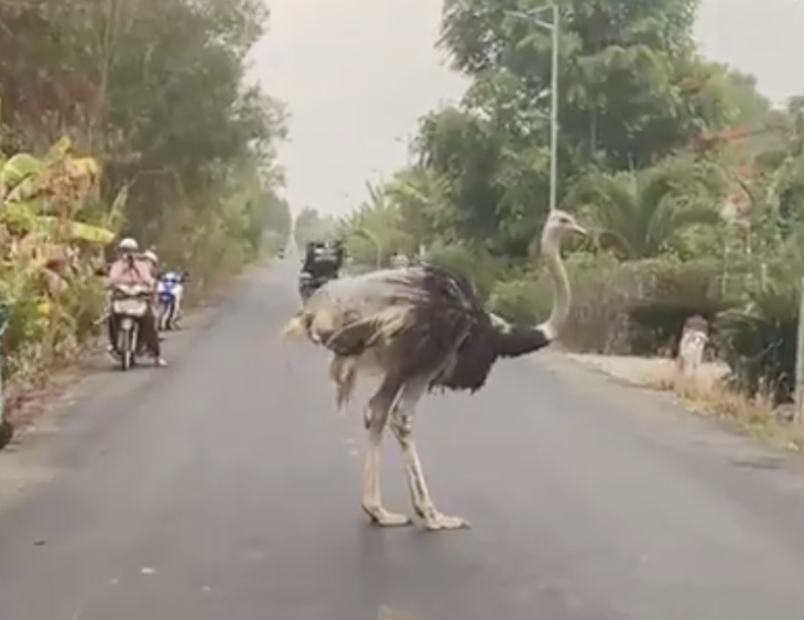 Đà điểu vô chủ chạy trên đường Tây Ninh, đến trưa thì chết - Ảnh 1.