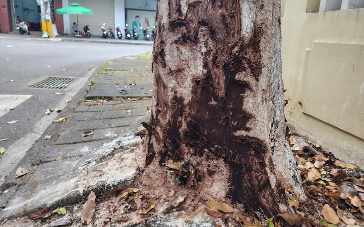 Cây cảnh chết khô, lá đỏ quạch ở di tích Hiền Lương - Bến Hải - Ảnh 9.