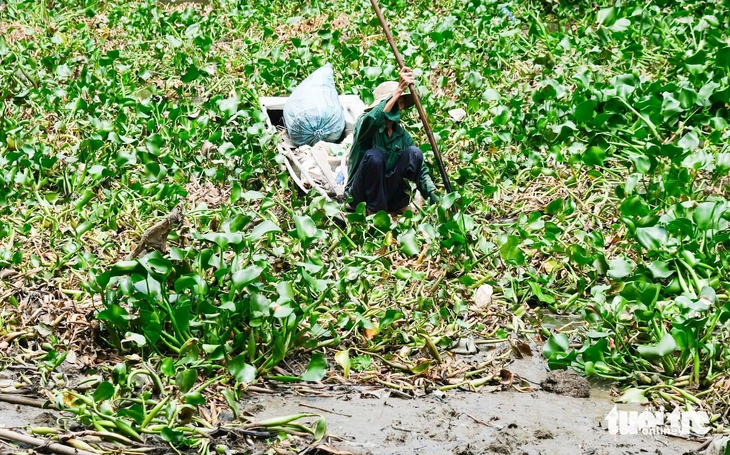 lục bình - Ảnh 2.