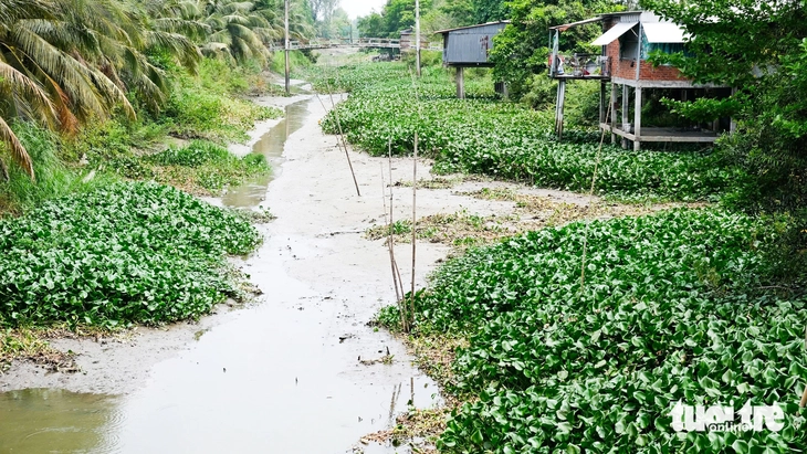 lục bình - Ảnh 3.
