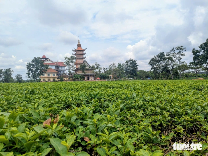 chè Biển Hồ - Ảnh 1.