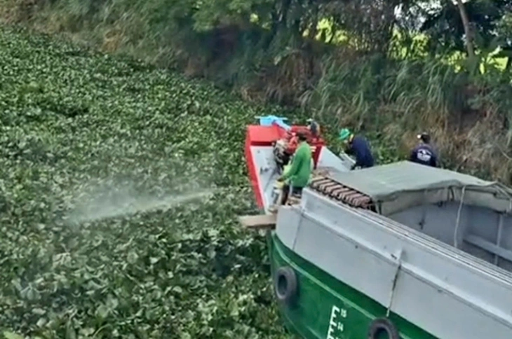 lục bình - Ảnh 1.