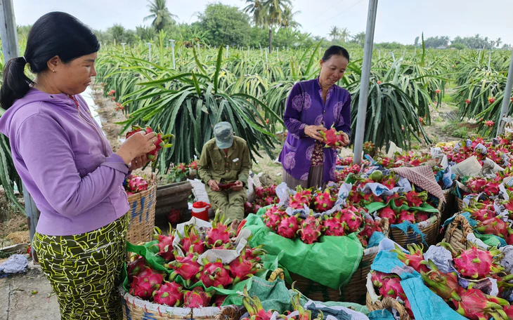 Giá thanh long miền Tây giảm mạnh chỉ còn 1 . 500 Đồng / kg , nhà vườn gặp khó khăn - Ảnh 3.