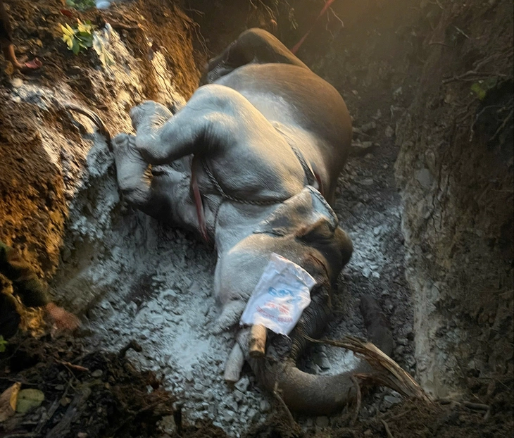 Voi nhà - Ảnh 1.