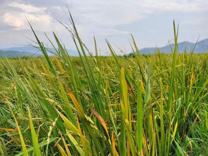 mưa đá - Ảnh 9.