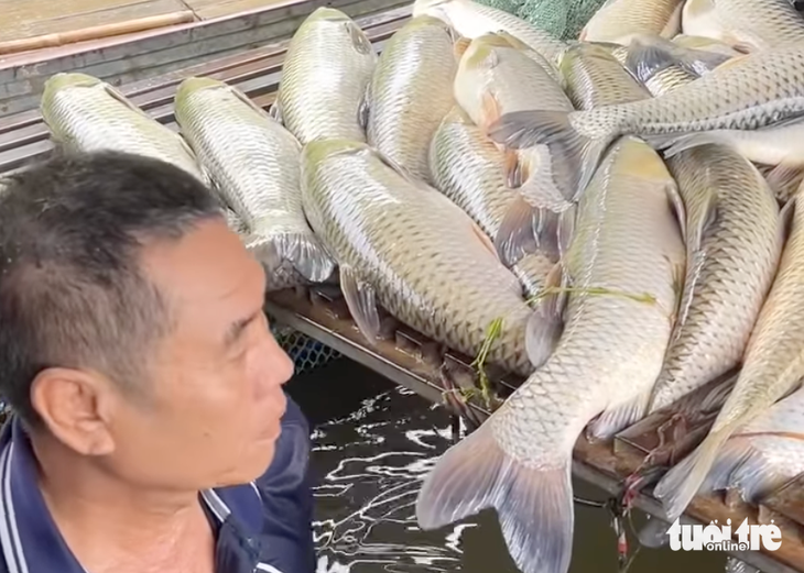 cá chết - Ảnh 2.