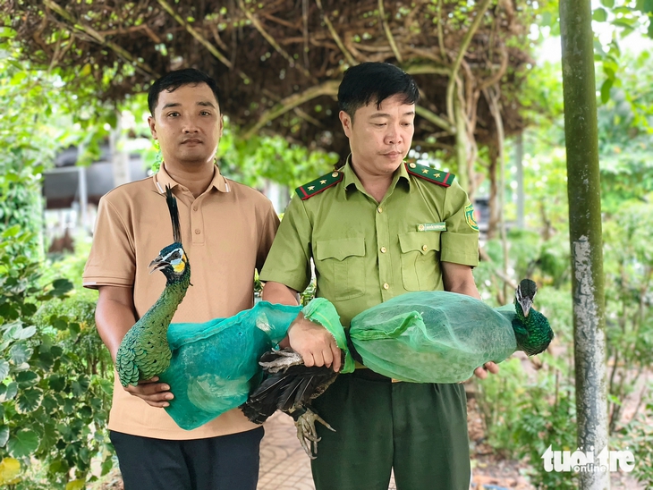 Hộ dân ở TP.HCM giao nộp 6 con chim công quý hiếm 'từ đâu bay tới' - Ảnh 2.