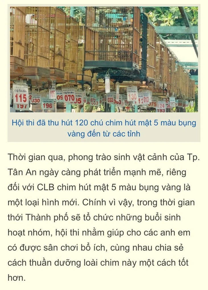 chim hút mật - Ảnh 6.