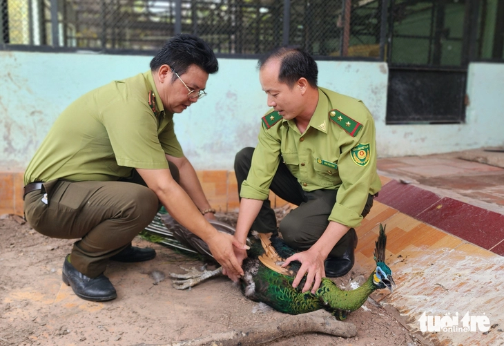 chim công - Ảnh 3.
