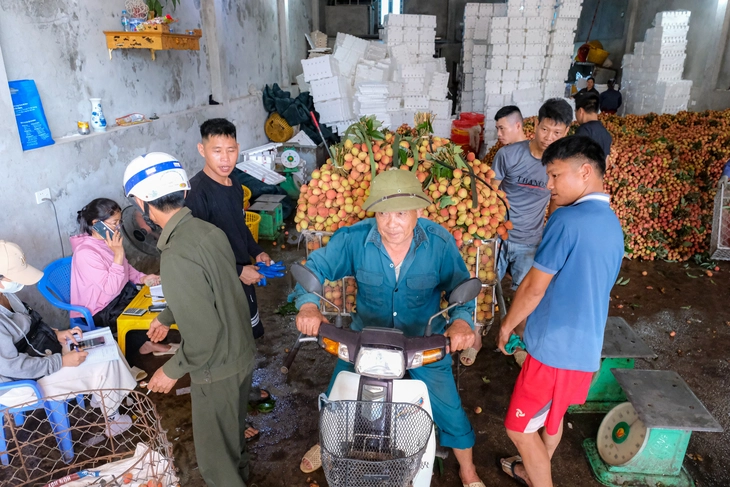 vải thiều - Ảnh 10.