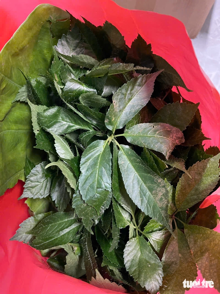 sâm Ngọc Linh - Ảnh 5.