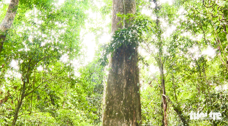 cây di sản - Ảnh 4.