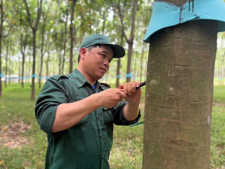 Công ty Cổ phần cao su Tây Ninh - Ảnh 2.